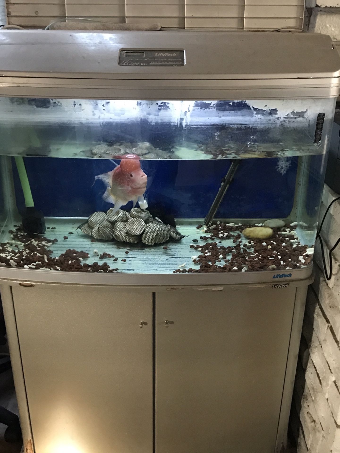 Fish Tank 50g