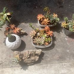 $20 Each Succulents Combinations, Ornamental Rare Cactus, Driftwood Planters   