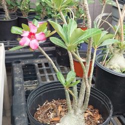 Flor De Desierto Plant (Each)