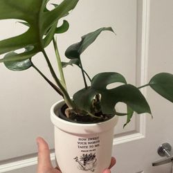 Monstera Minima