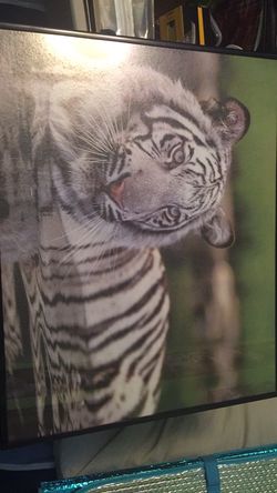 Tiger Poster with Frame Included