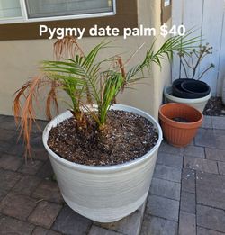 Pygmy Date Palm in Planter Pot