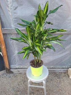 Dracaena Corn Plant 3' to 3.5' Tall 8" Nursery Pot