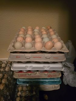 Eggs
