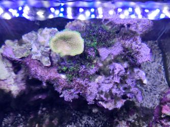 Reef rock  structures