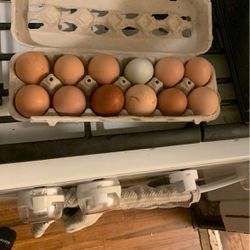 Fresh Eggs Non GMO , Organic , Free range . Incubator Ready Eggs . Fertile 