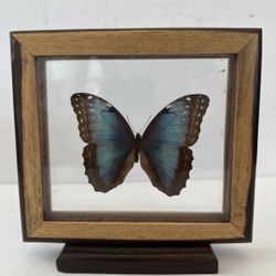 Real Framed / Mounted Common Blue Morpho Butterfly Specimen