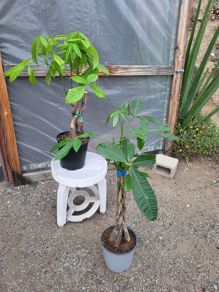 Money Tree Plant 10" Pot $12each