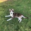Elliott