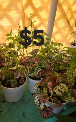 Polka Dots Plants