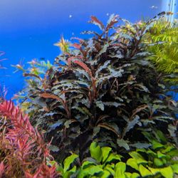 Bucephalandra Kedagang Red