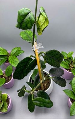 Hoya Globulosa mama plant