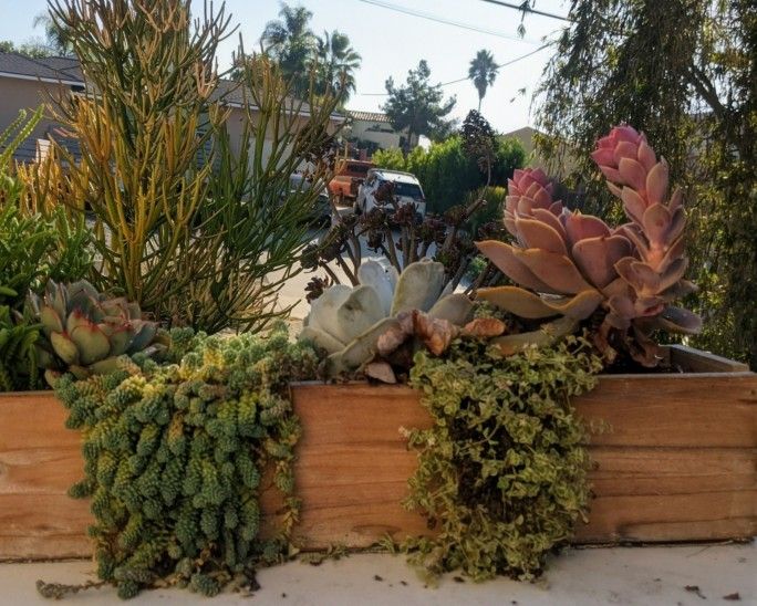succulent tropical plants