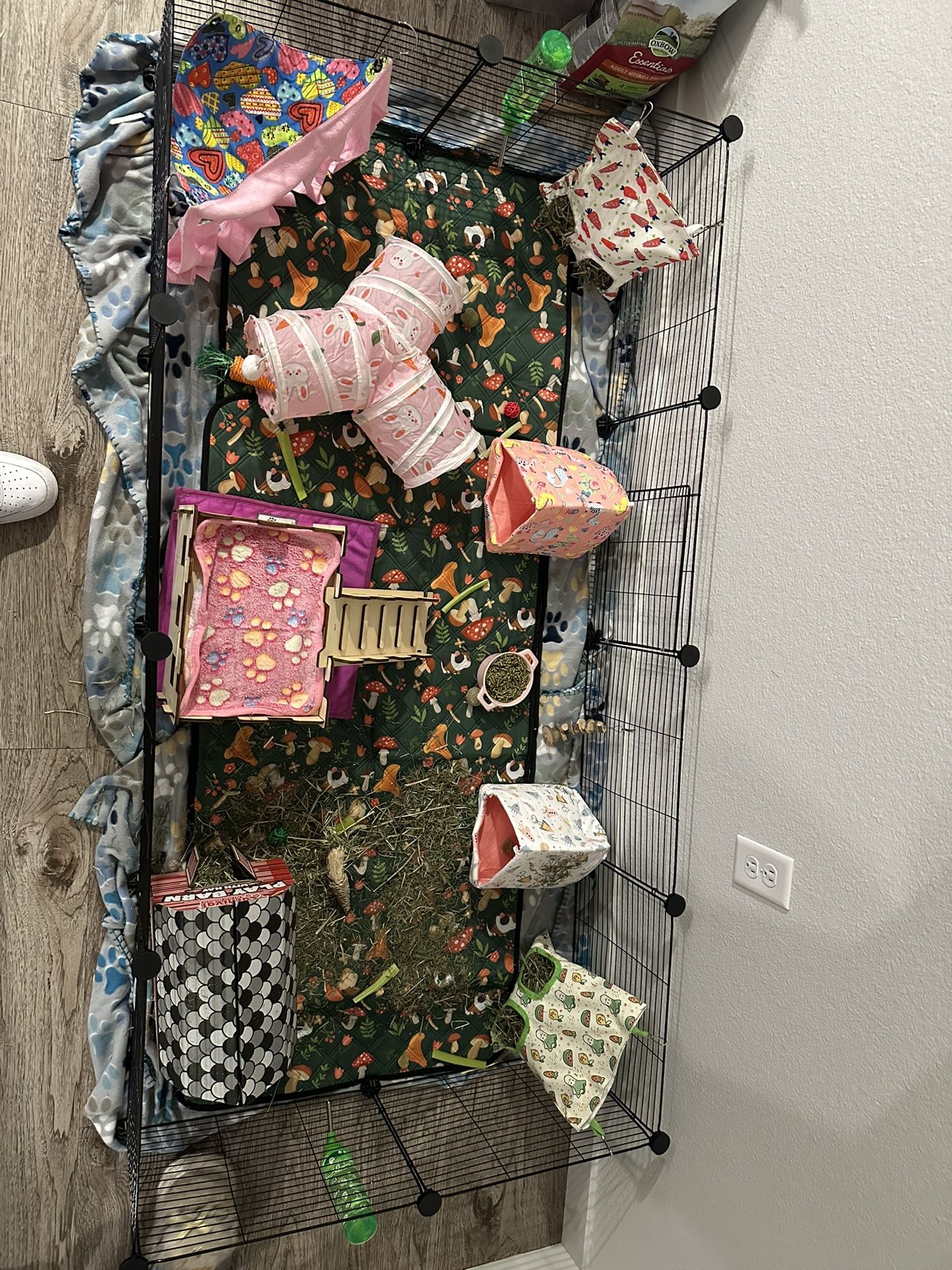 Guinea Pig Supplies!