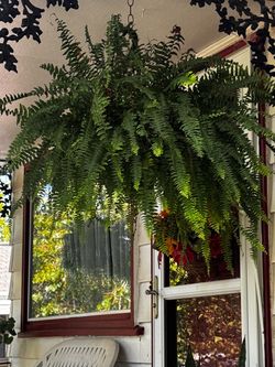 5 ferns $15 each