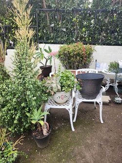 Plant Yard Sale Everything Is For Sale 