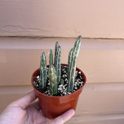 pickle cactus