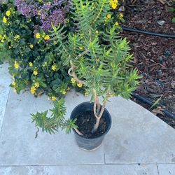 1 Gal. Crassula Succulent