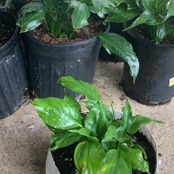 Peace Lily 