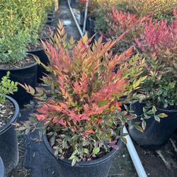 Nandina “Gulf Stream”