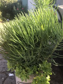 Hermosa plantita grande