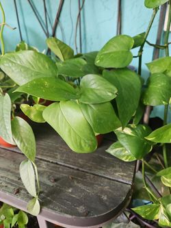 Golden Pothos