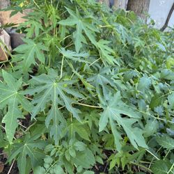 2-3’ Papaya Plants 