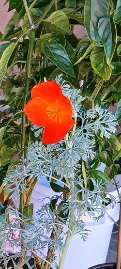 Flower (California poppy)