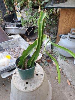 Dragon fruit