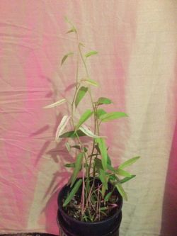 Water Spinach