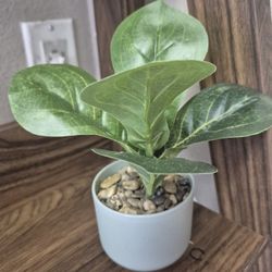 False Small Plant $1