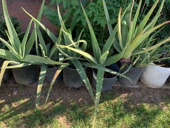 Part one of the many available selection options of plants