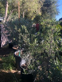 Olive trees