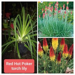 Red Hot Poker Torch Lily Plant 