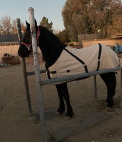 Horse Shower Station
