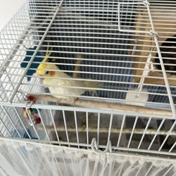Cakatiel Bird Cage 
