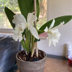 Currently Blooming Large White Cattleya Orchid