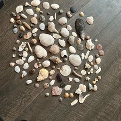 Tons Of Sea Shells