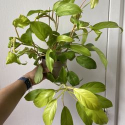 Philodendron Golden Goddess In A 4 Inch Pot 