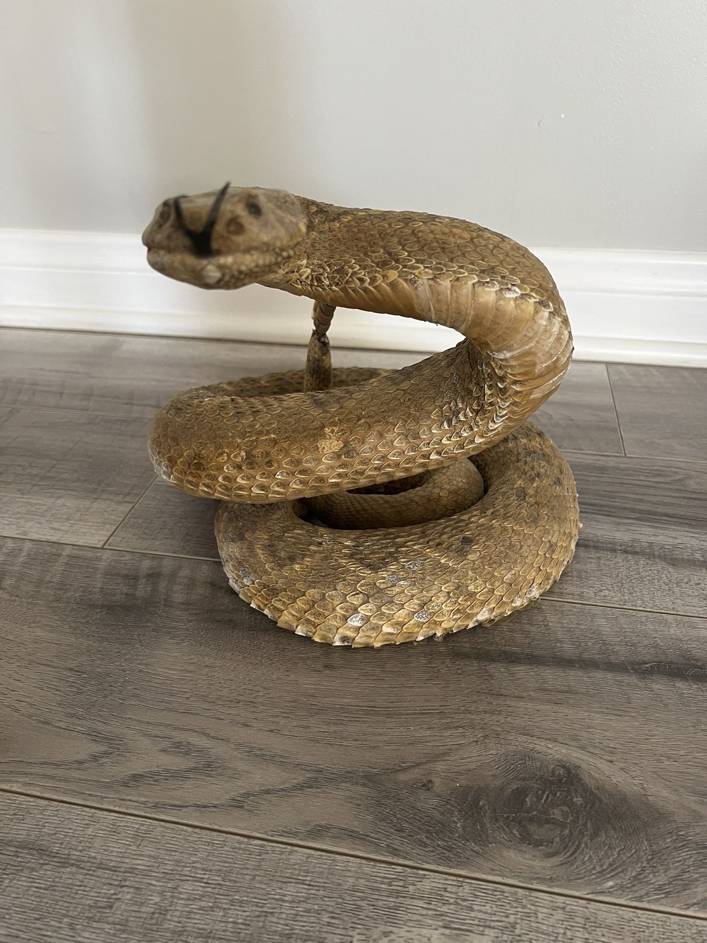 Rattlesnake!!! Real Snake Taxidermy Trophy