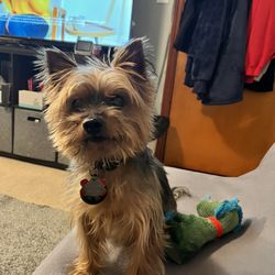 HAVE YOU SEEN MY DOG?!? 