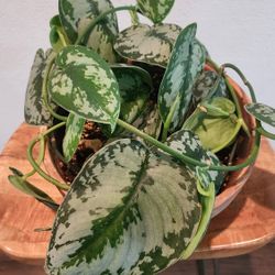 Silver Queen Plant  - Mature XL leaves Full Pot