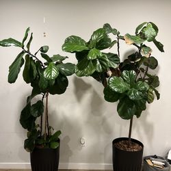 Tall Plants. Fiddle Leaf Fig