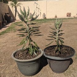 Desert Maternity Succulent Plants