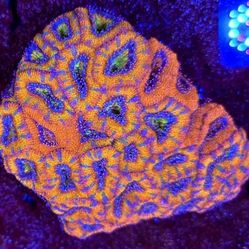 🔥CORALS DECORATIONS FOR MARINE TANK OVER 500 CORALS IN STOCK PICK-UP - DELIVERY  - SHIP