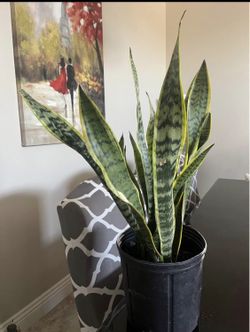 Snake Plant 