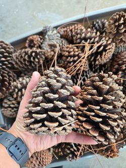 Natural Pinecone's Lot of 40 Cleaned Crafting Pinecones