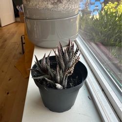 Haworthia Zebra Plant