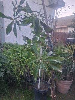 Reed  Avocado Tree