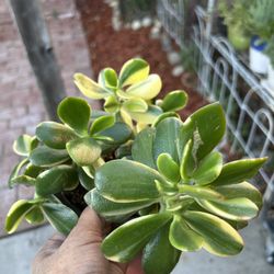 Lemon And Lime Jade Plant 
